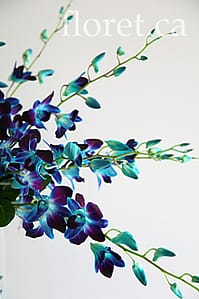 Blue Orchid Centerpiece | Floret.ca