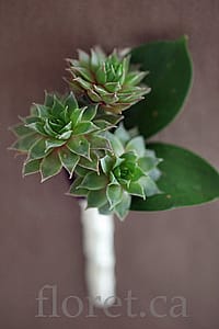 Mini Succulent Boutonniere | Floret.ca Mini Succulent Boutonniere | Floret.ca