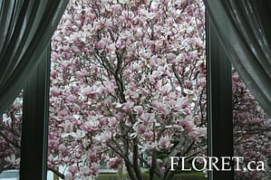 magnolia_tree1 Stunning View Of A Magnolia Tree